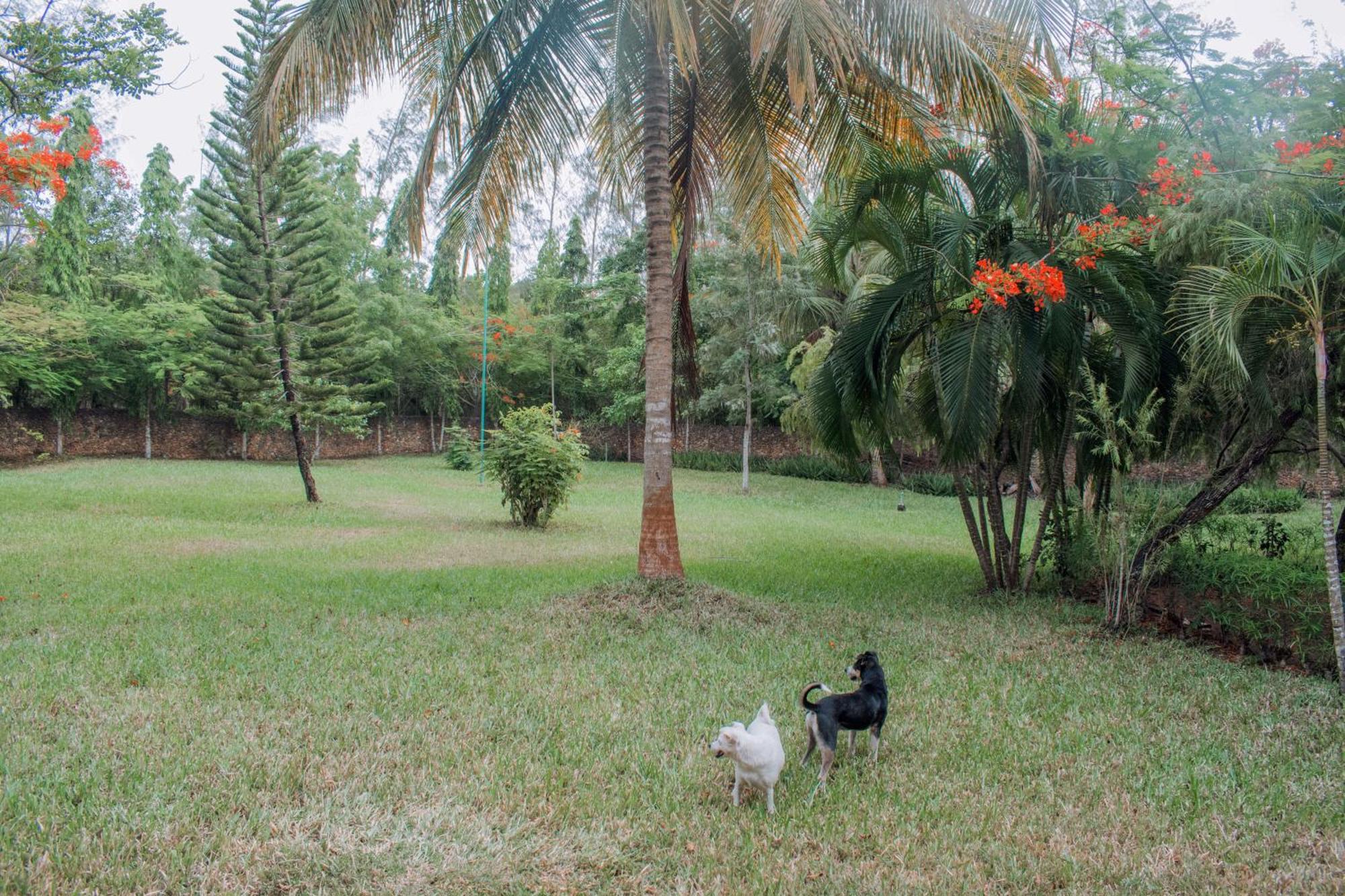 Kijani Cottages In Diani ディアニ・ビーチ エクステリア 写真